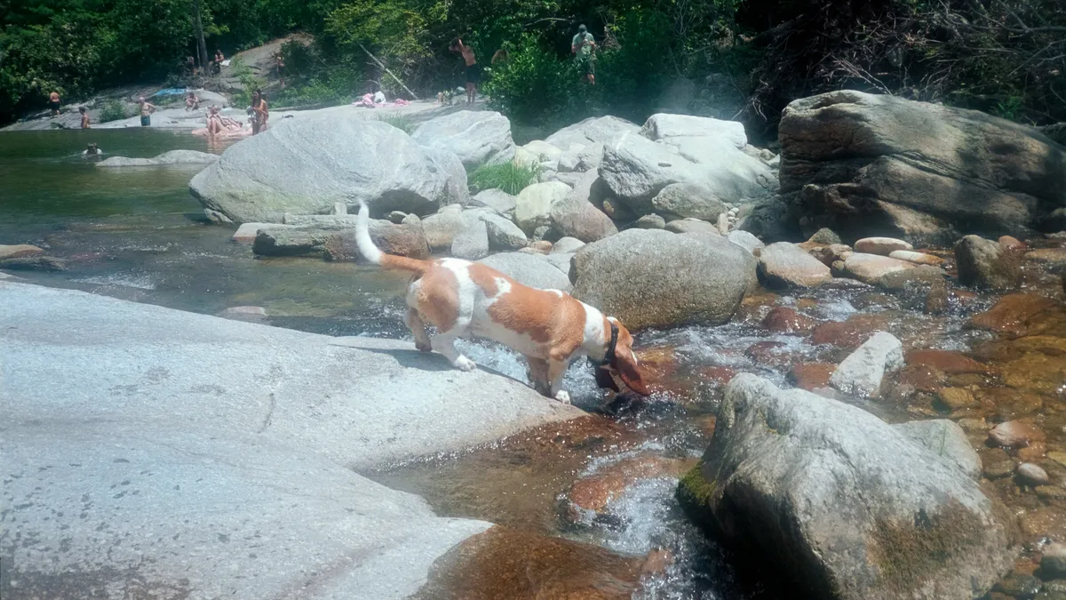 犬が木陰のある浅い沢で水を飲んでいる(イメージ)