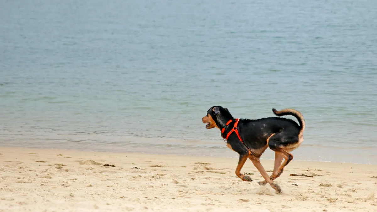 犬が海辺の砂浜を駆けている(イメージ)