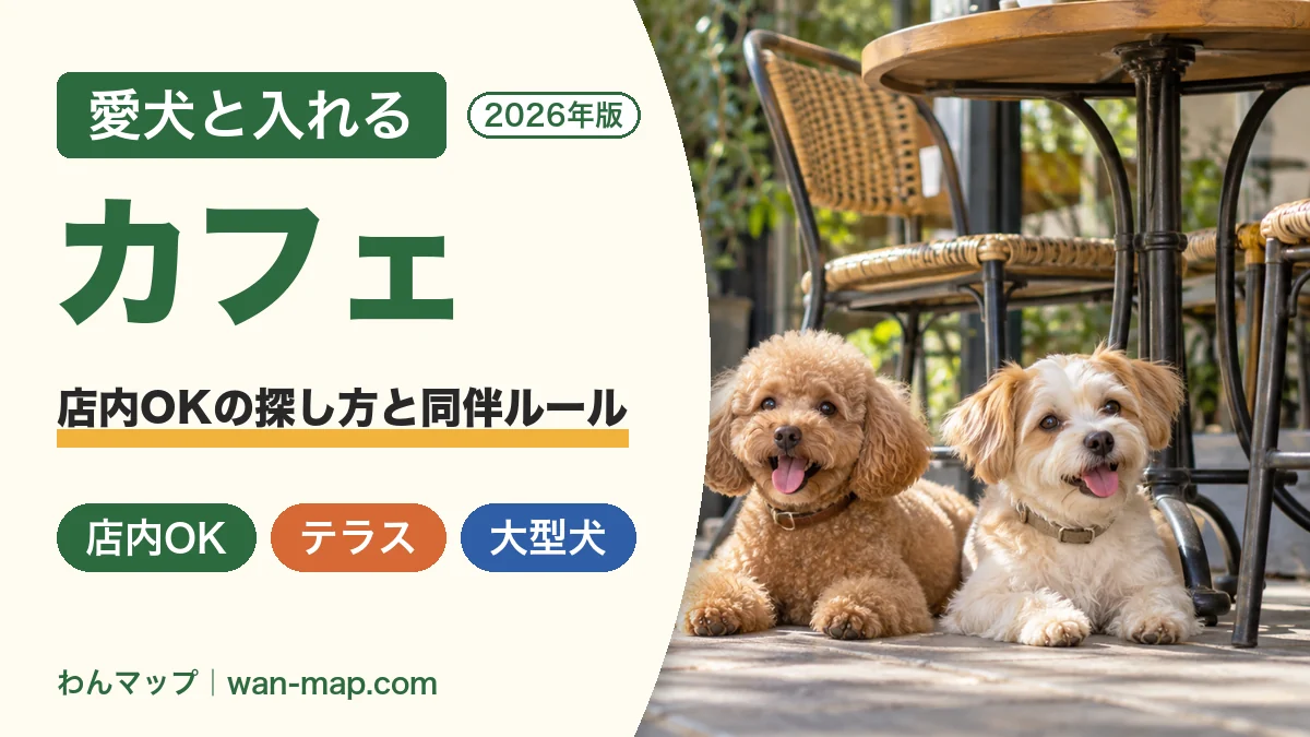 明るいカフェのテラスでテーブルの足元に伏せるトイプードルとミックス犬
