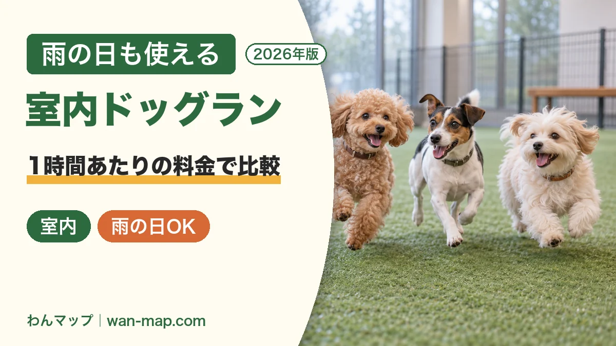 雨の日の屋内ドッグランで人工芝の上を走るトイプードル・ジャック・ラッセル・テリア・ミックス犬