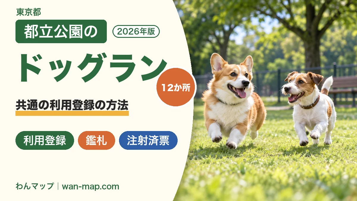 東京の都立公園のドッグランを走るコーギーとジャック・ラッセル・テリア